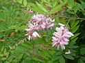 Indigofera decora